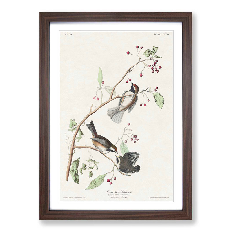 Canadian Titmouse Birds by John Audubon - Picture Frame Painting Print, 65cm H x 48cm W x 2cm D, Walnut Framed