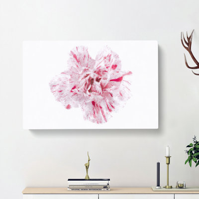Striking White & Pink Carnation - Wrapped Canvas Painting