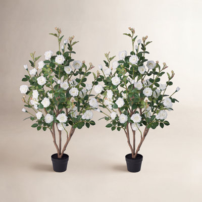 Ashwell UV Resistant Rose Tree