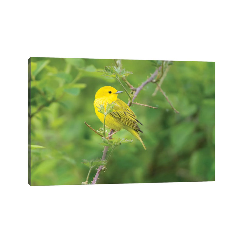 WA Breeding Plumage Male Yellow Warbler (Dendroica Petechia) On A Perch At Marymoor Park, Redmond by Gary Luhm - Wrapped Canvas Print