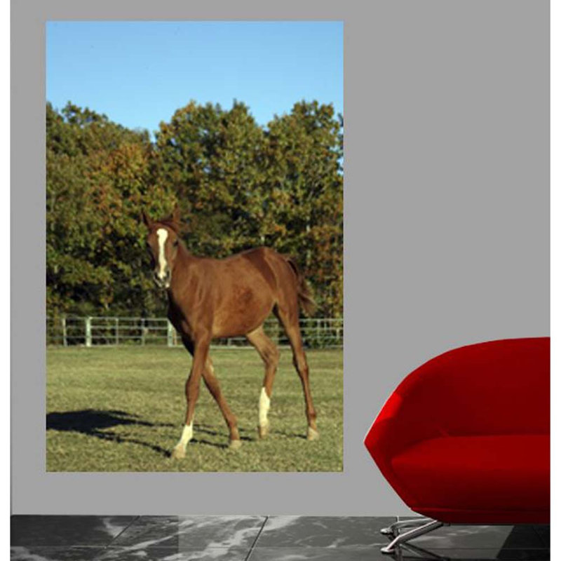 Horse Animals Non-Wall Damaging Wall Decal, 48" H x 31.5" W x 0.1" D