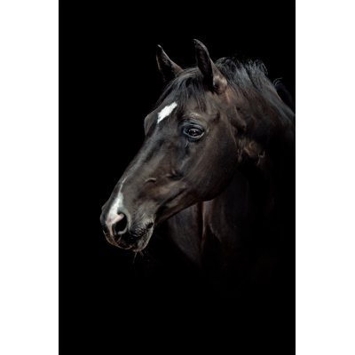 Black Horse Portrait by Pixalot - No Frame Art Prints on Canvas