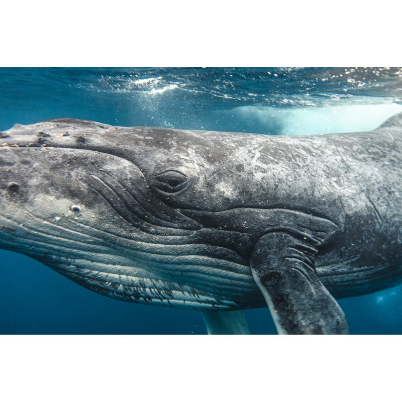 Humpback Whale In Blue Ocean by Philip Thurston - No Frame Art Prints on Canvas, 20cm H x 30cm W