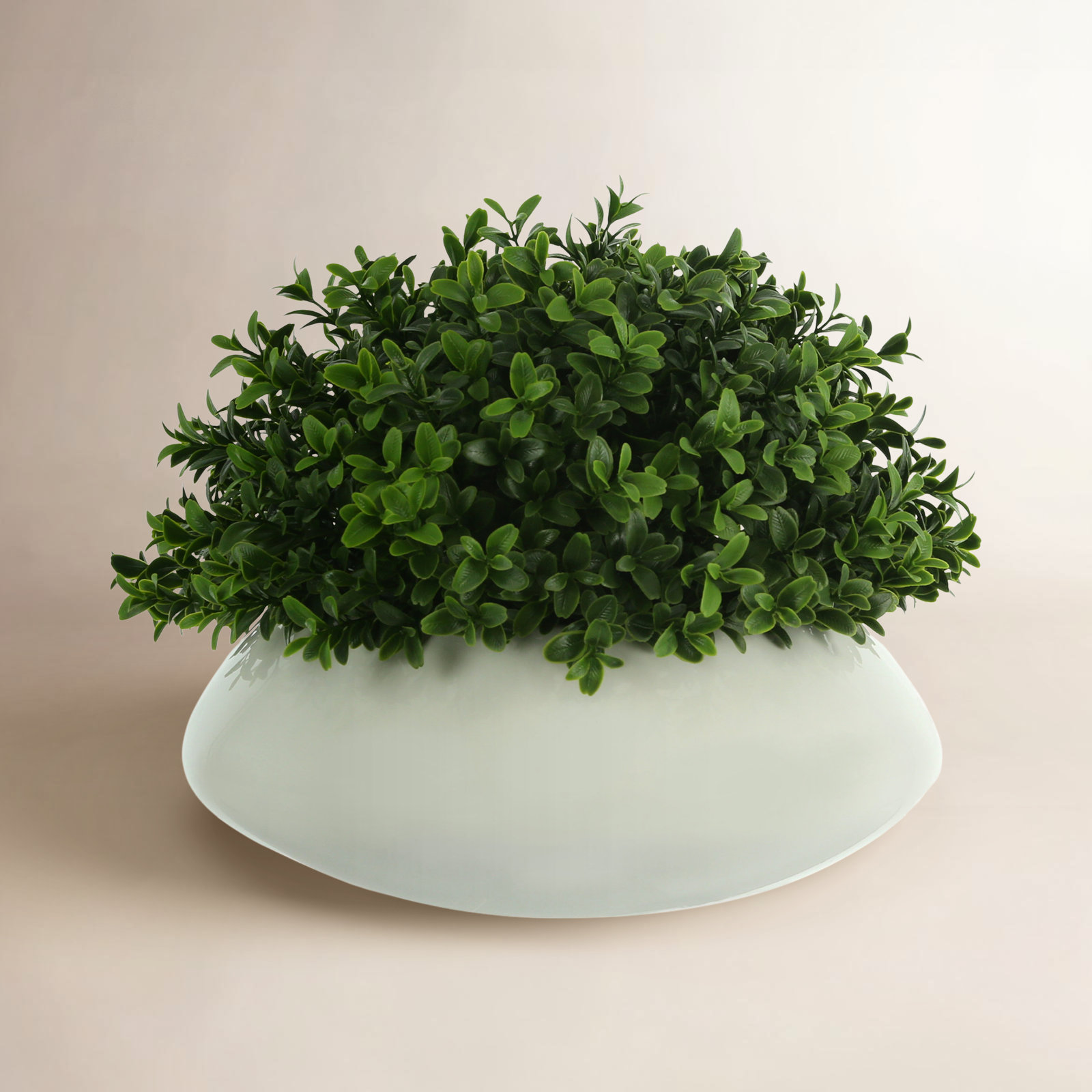 Weatherhill 11" Boxwood Plant in Planter