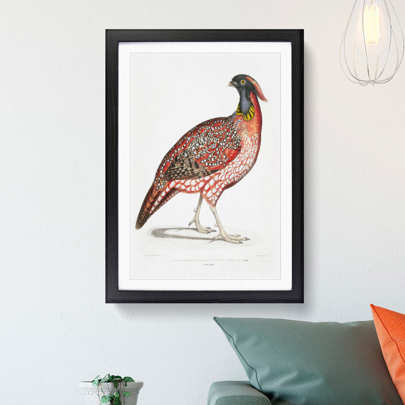 Chinese Horned Pheasant Illustration by John Edward Gray - Picture Frame Painting Print, 48cm H x 36cm W x 2cm D