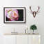 Pink Tipped Rose - Picture Frame Graphic Art Print-56704880-56704881
