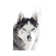 Husky Portrait by Monika Strigel - Wrapped Canvas Print