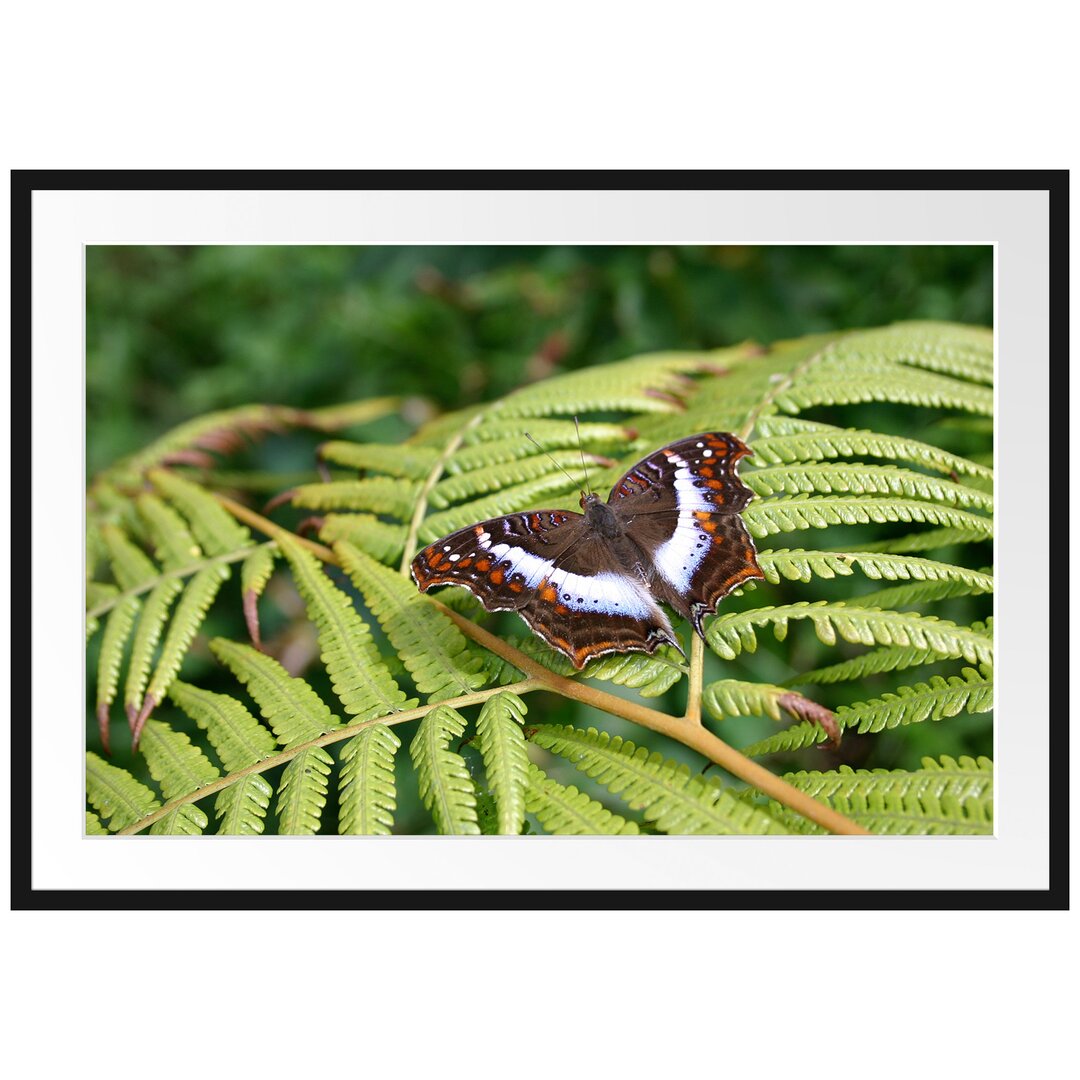 Gerahmtes Poster Schmetterling auf Farnblatt