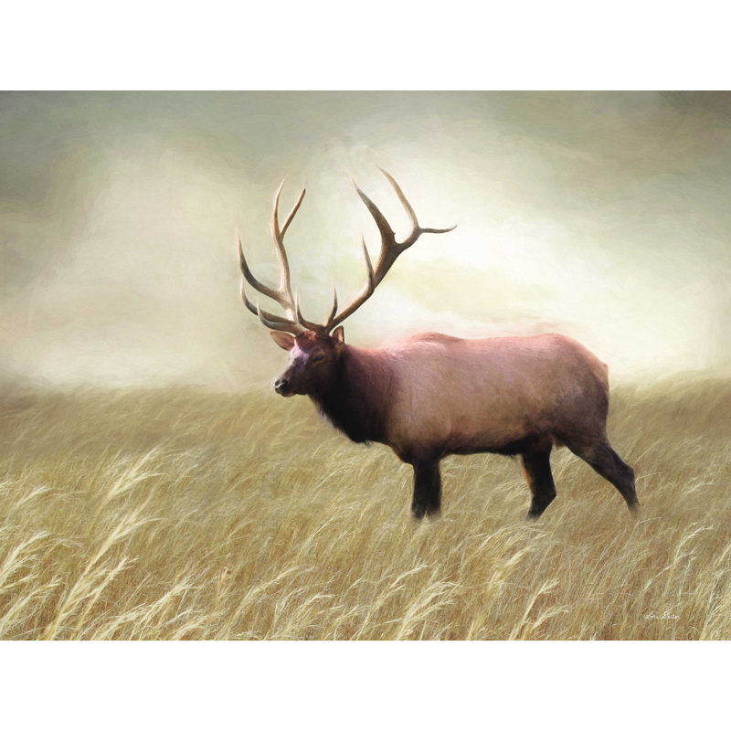 Elk in the Field - Impression sur toile tendue, H 36 po x l 48 po