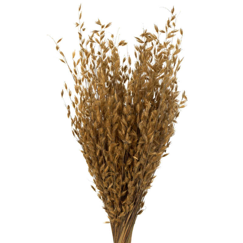 Vickerman all Natural Princess Grass Bundle, Dried 30 " H Faux Foliage Grass