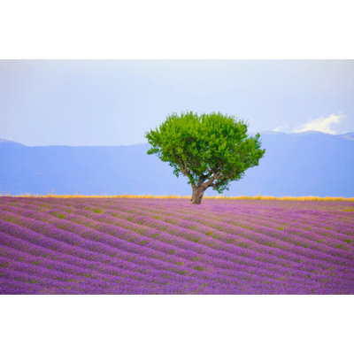 Posterazzi " France Provence Valensole Plateau Field Of Lavender And Tree Credit As: Jim Nilsen / Jaynes Gallery "