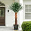 Arbre de Dracaena agave artificiel 6 pi-45911971