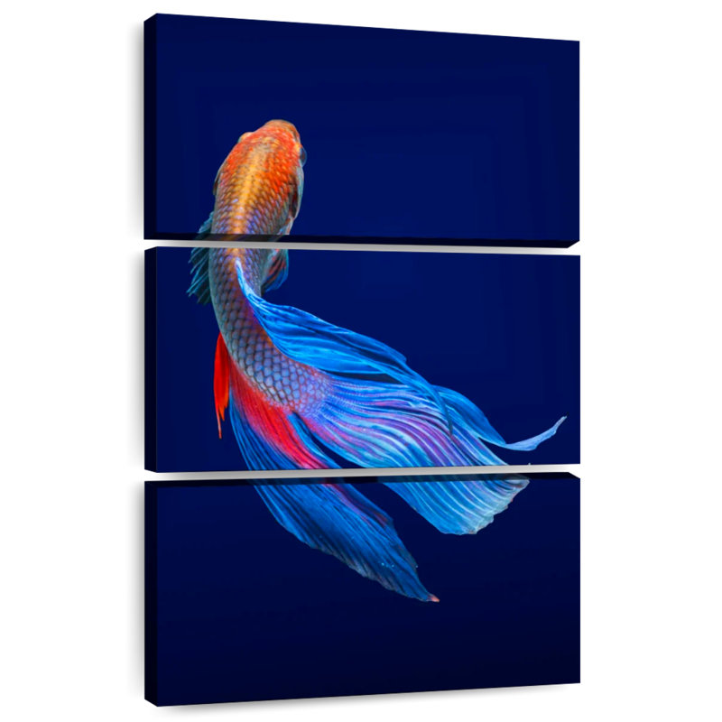 Poisson Betta Brampt, H 32 po x l 20 po