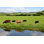 Happy Young Angus, Friesian, Guernsey et Jersey, vaches / veaux buvant par Mtreasure