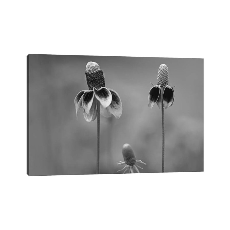 Mexican Hat Close Up Of Petals, North America by Tim Fitzharris - Gallery-Wrapped Canvas Giclée on Canvas, Canvas
