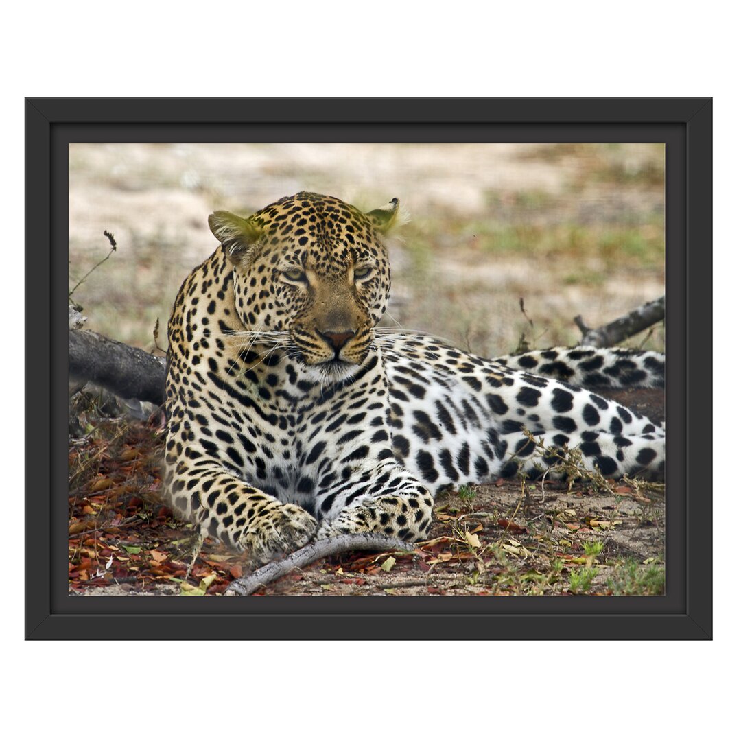 Gerahmtes Wandbild liegender LeopardLaub