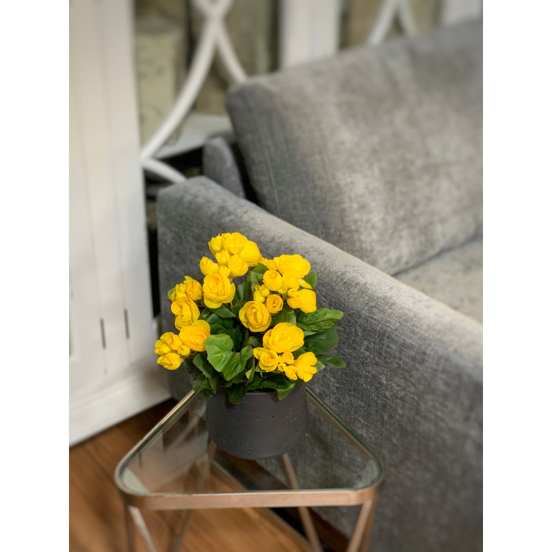 Arrangement floral bégonia, Jaune, Noir