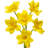 13"Pu Daffodil Bundle
