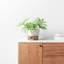 Danny Handmade Ceramic Pot Planter-147678384