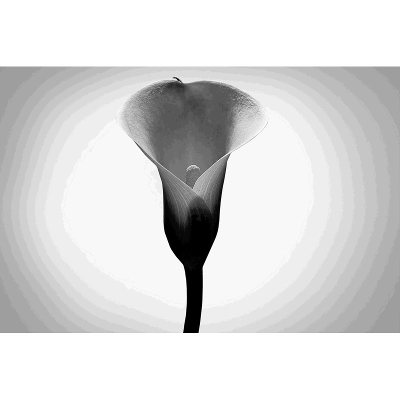 Études de lys Calla I, H 8 po x l 12 po