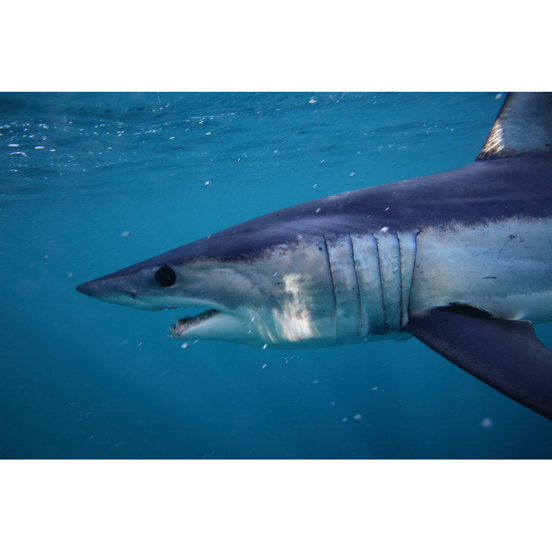 " Shortfin Mako Shark ", 32" H x 48" W