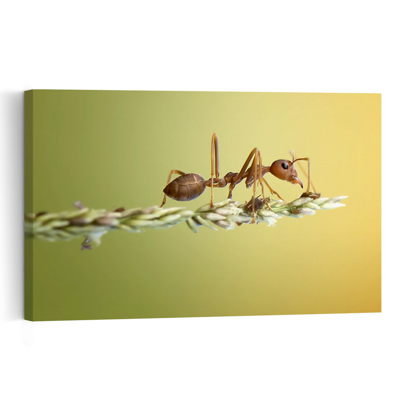 Red Ant On Plant Vibrant Contemporary Ant Nature Plant Wall Art Print by Fauzan Maududdin - Print, 40.64cm H x 60.96cm W