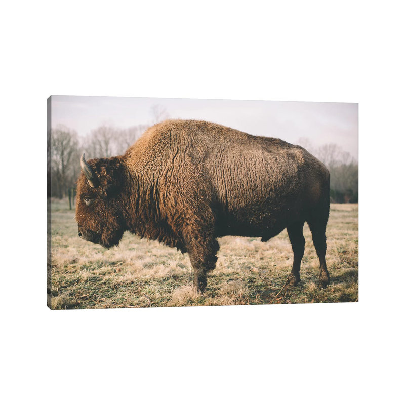 Solitary Bison V by Adam Mead - Wrapped Canvas Gallery-Wrapped Canvas Giclée, 20.32cm H x 30.48cm W