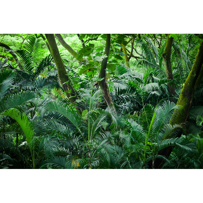 Tropical Rainforest by TommL - No Frame Art Prints on Canvas, 30cm H x 46cm W