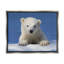 Bébé ours polaire regardant par Shane Lamb-93847483-93849960