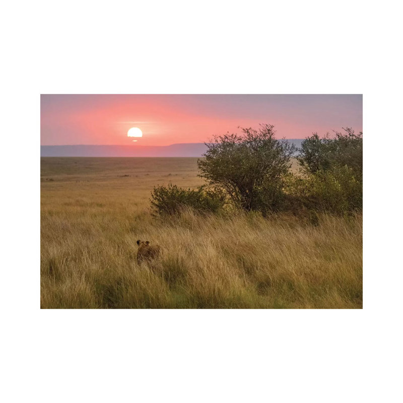 Africa, Kenya, Maasai Mara National Reserve. Lioness in grass at sunset. 1 Piece Wrapped Canvas Painting