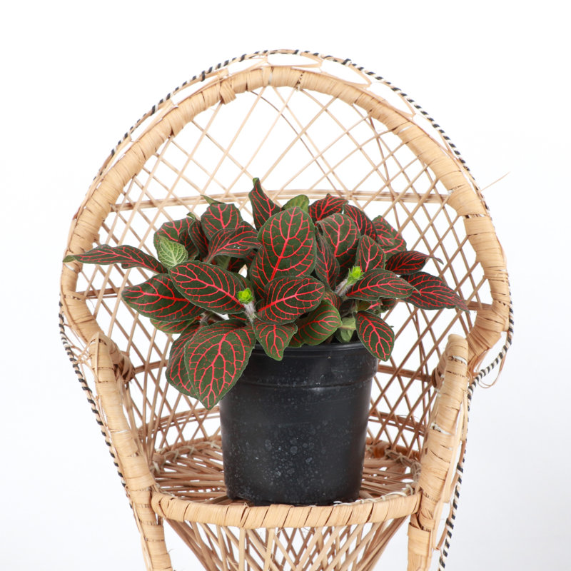 Live Red Fittonia Nerve Plant