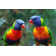 Talking Parrots by Fpm - Wrapped Canvas Print