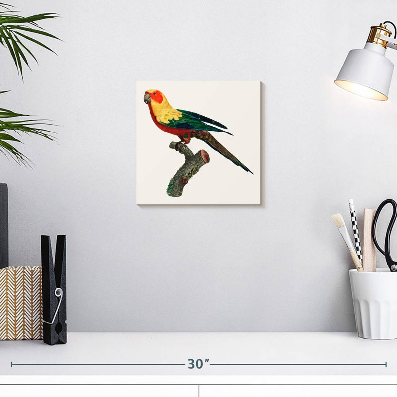 Brampt Sun Conure, 10" H x 10" W