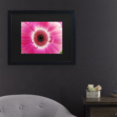 " Pink Gerber " by Kurt Shaffer