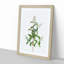 Wild Privet Flowers by Pierre-Joseph Redoute - Picture Frame Painting Print-55612316-55612318
