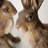 Sullivans Rustic Resin Bunny Set of 2, 12"H & 15.25"H; Brown