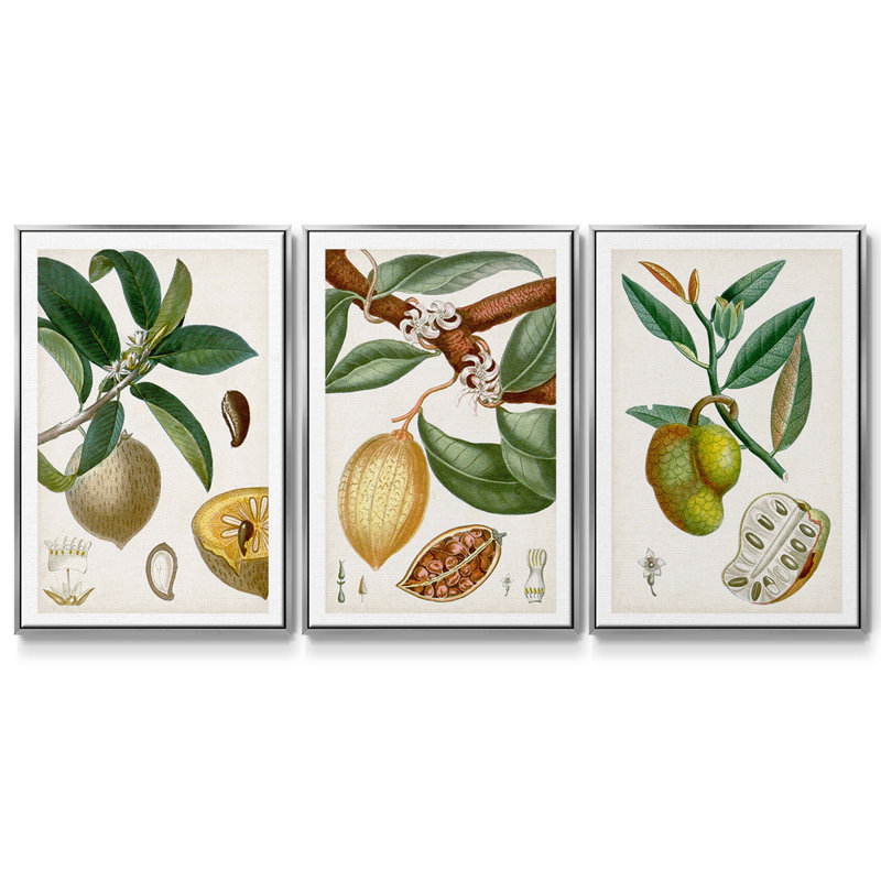 «Turpin Tropical Fruit I», ensemble de 3 toiles encadrées, H 27 po x l 54 po, Argent