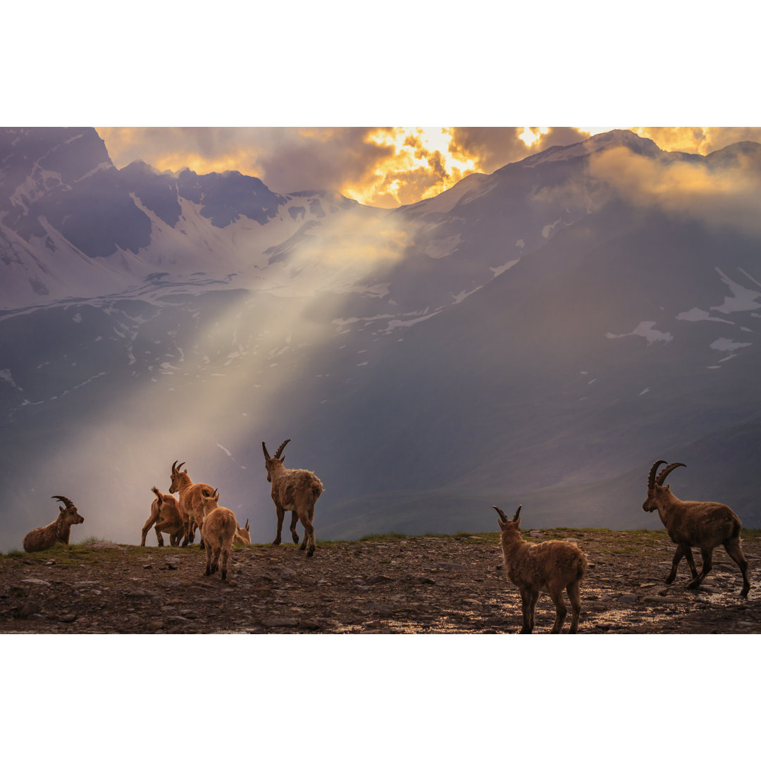 Alpensteinbock von Agustavop - Leinwandbild