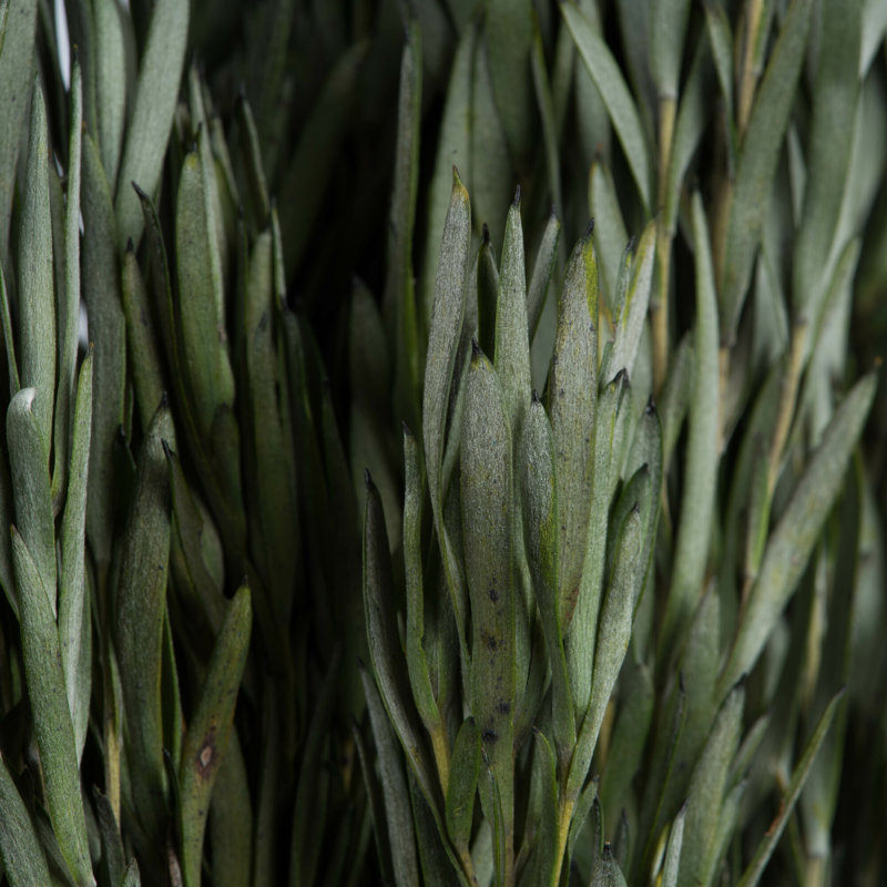 12 " H Faux Foliage Plant