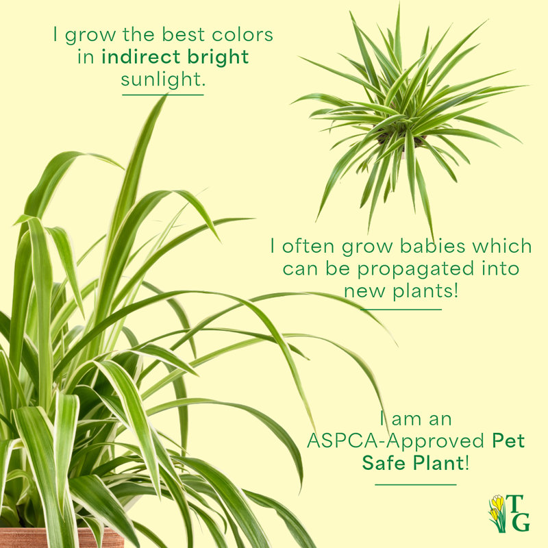 Live Spider Plant