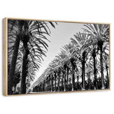 Palmiers en ordre