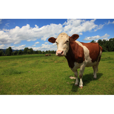 Cow by JH-Photo - Wrapped Canvas Print