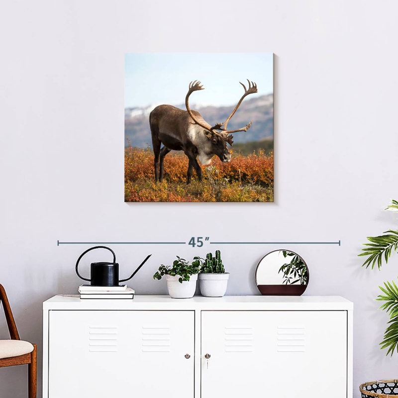 Brampt Denali Reindeer, 24" H x 24" W
