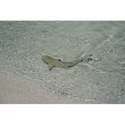 Bébé requin dans l'eau par Lukatdb