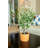 18'' Faux Olive Tree Tree in Terracotta Pot