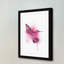 « hummingbird rose » par amanda greenwood, reproduction d’art encadrée-17716538