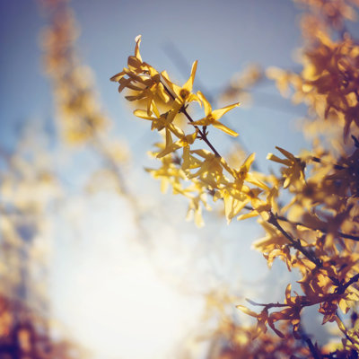 Bliss Of Spring - Wrapped Canvas Print
