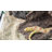 48'' x 18'' x 18'' Reptile Terrarium