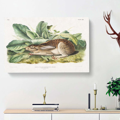 Black-Tailed Hare by J.W. Audubon - Wrapped Canvas