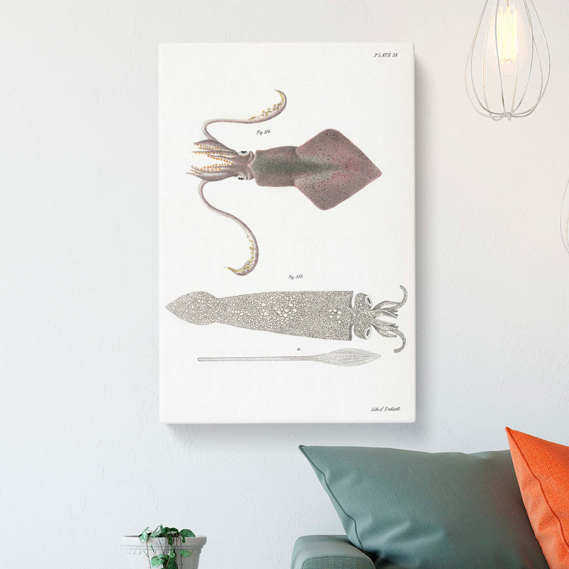 Illustrations of Squid by J.E. De Kay - Wrapped Canvas, 50cm H x 35cm W x 3cm D